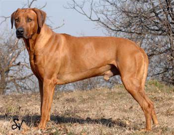 Pronkberg Makari | Rhodesian Ridgeback 