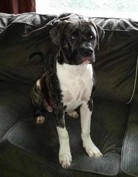 Marsh's Odin | American Bulldog 