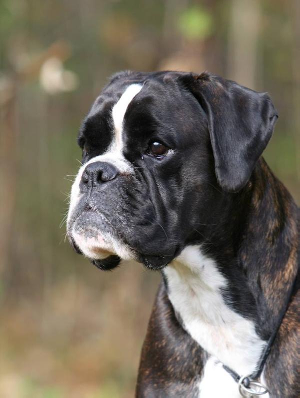 Ziva Glogosia | Boxer 