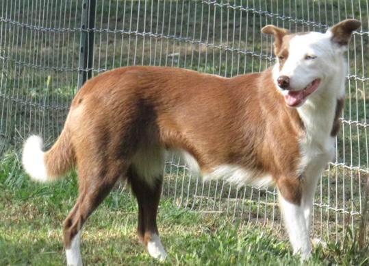 B6DR Fey | Border Collie 