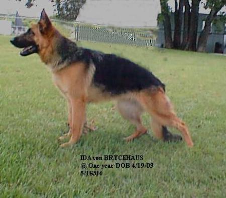 Ida von Brycehaus | German Shepherd Dog 