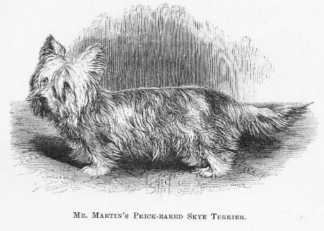 Mr. Martin's Prick-Eared Skye Terrier | Skye Terrier 