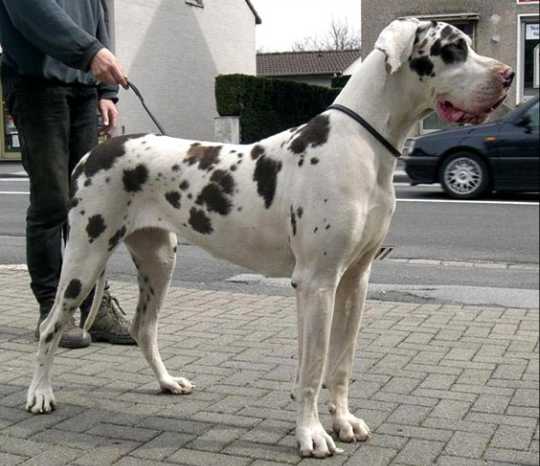 Cinamon Girl Von Haus Tiefenbach | Great Dane 