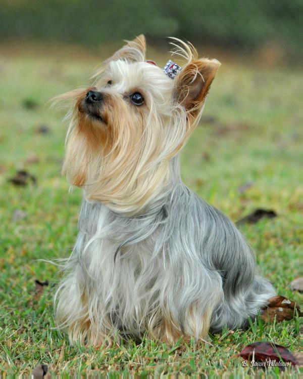 Watson'S heart of dixie | Yorkshire Terrier 