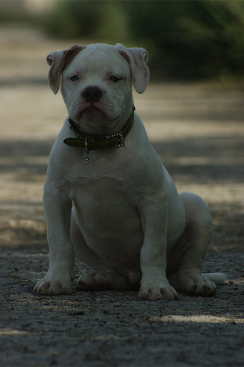 Alaunt-M Leon | American Bulldog 