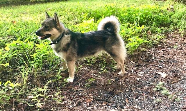 Brieda vom Slekira | Swedish Vallhund 