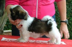 Wanda Jackson Of Excalibur Quest | Lhasa Apso 