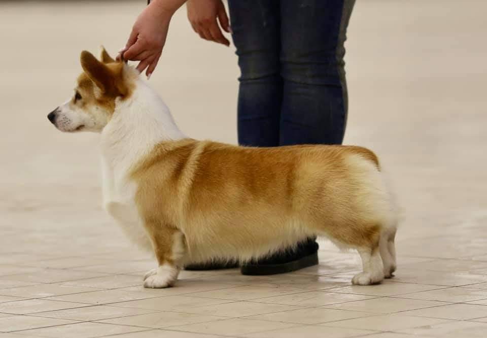 Laif Spring Alcyone Sirius Majoris | Pembroke Welsh Corgi 