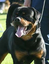 Rockdalestar Caesarstone | Rottweiler 