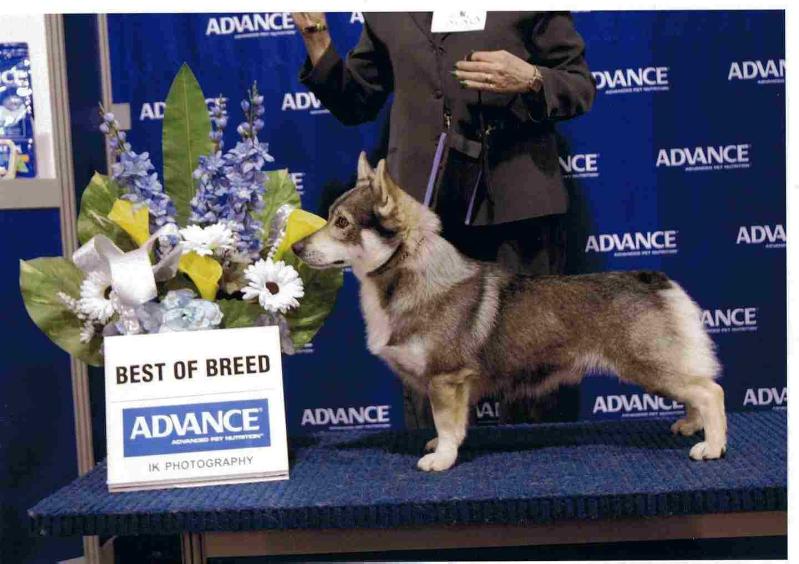 Ausled Rodeo Rambo | Swedish Vallhund 