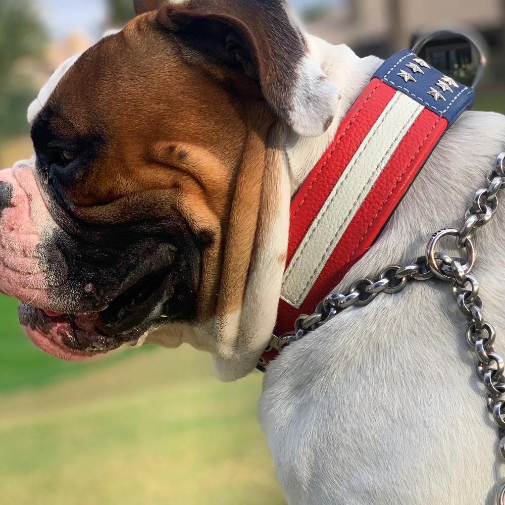 ARBAUGH’S BIGGIE | American Bulldog 