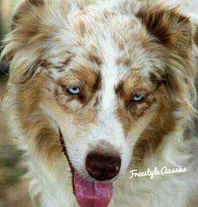 Freestyles Full Throttle Terbo | Australian Shepherd 