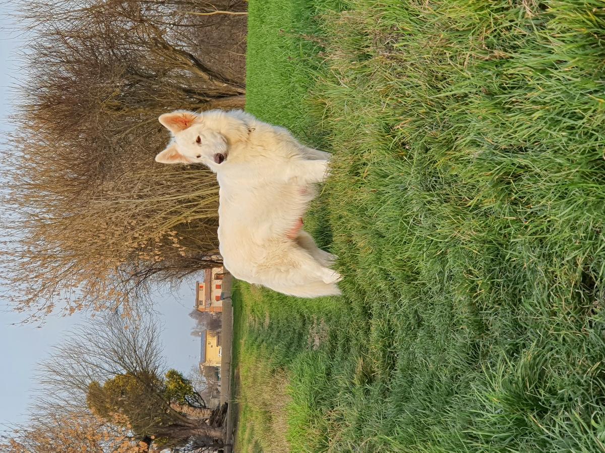 Incredibile Aurora del Branco Selvaggio | White Swiss Shepherd Dog 