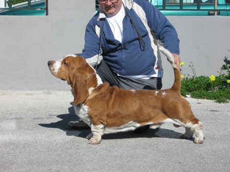 Bassjoy Ride the Lightning | Basset Hound 