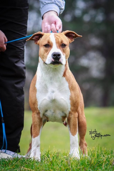 Megi Winning angel | American Staffordshire Terrier 