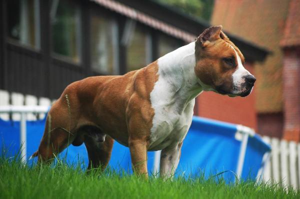 Crazy Mad Max Long  Step | American Staffordshire Terrier 