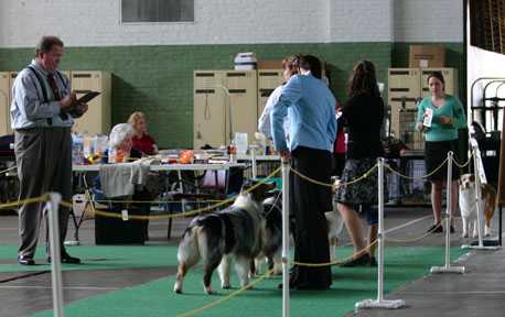 Precision's Twist of Fate | Australian Shepherd 