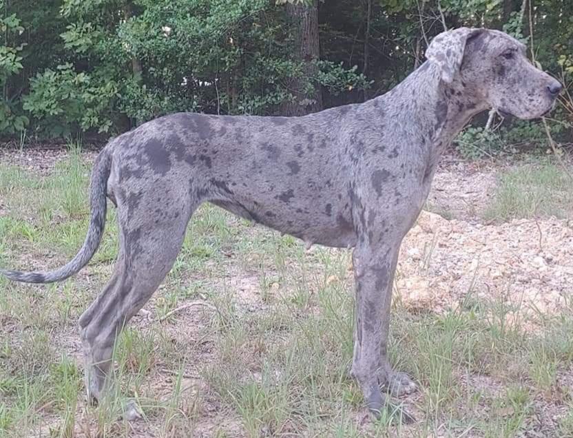 OPGD's Prismatic Effect At CBD | Great Dane 