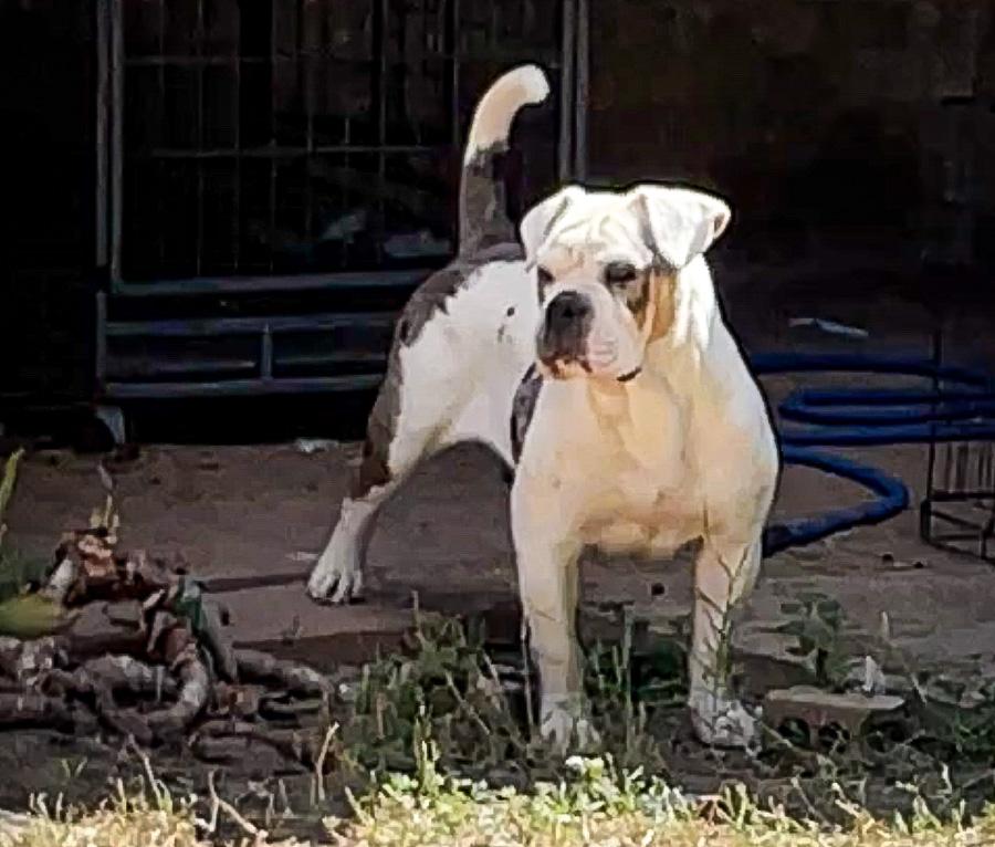 Old Toned Bulldog’s “Dakota” | Olde English Bulldogge 