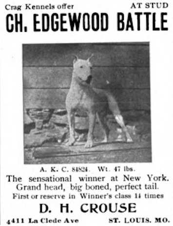 Edgewood Battle (084824) | Bull Terrier 