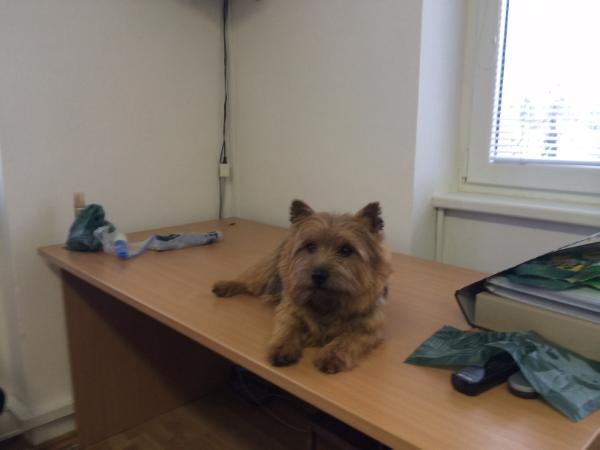 Crispin Terry-Westie | Norwich Terrier 