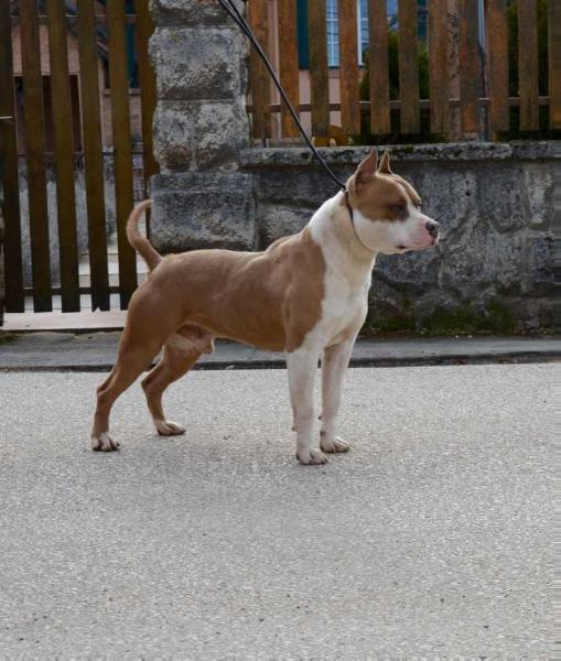 Oberkommando Donnie Brasco of Markovstaff | American Staffordshire Terrier 