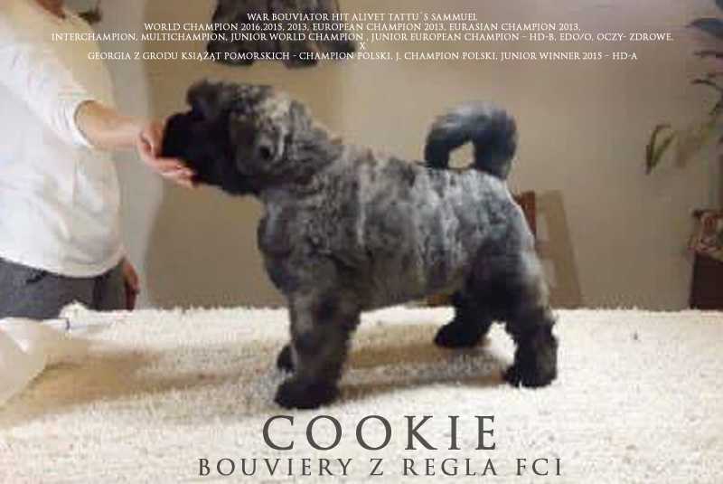 COOKIE Bouviery z Regla FCI | Bouvier des Flandres 