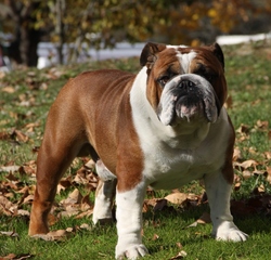 Red Raider | Olde English Bulldogge 