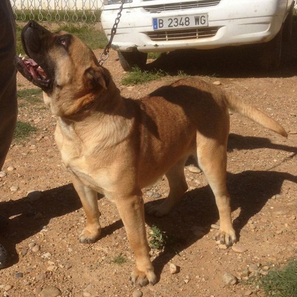 Gargouille de la Roue Solaire | Perro de Presa Canario 