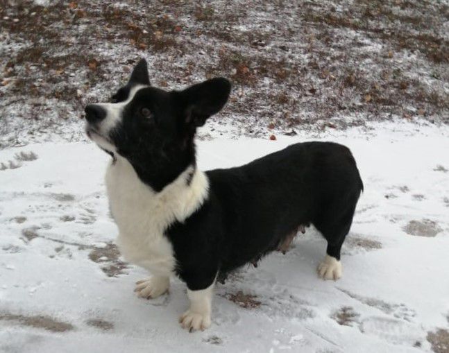 Teremok Skazka Lesa | Cardigan Welsh Corgi 