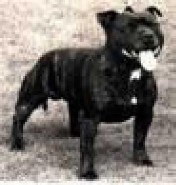 Charlemagne Of Judael | Staffordshire Bull Terrier 