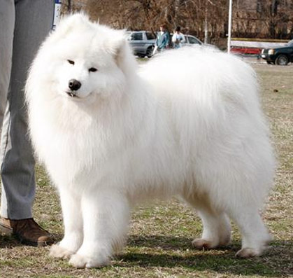 Belyi Volk Lucas | Samoyed 