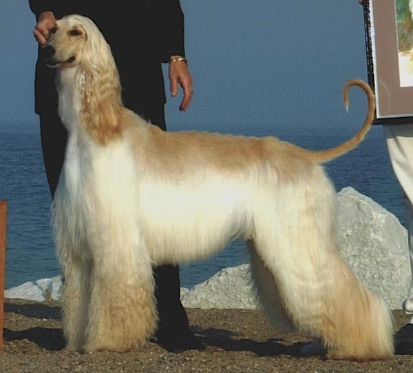 Kasban Legal Eagle | Afghan Hound 