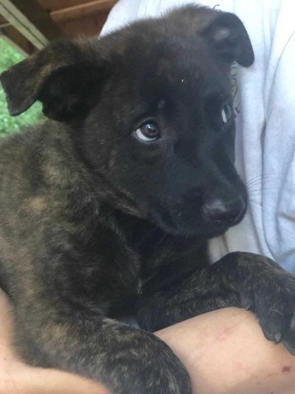 Shenandoah Stark | Dutch Shepherd 