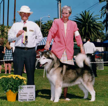 Glenhaven's Arctic Knight | Alaskan Malamute 