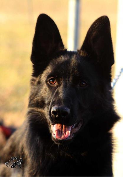 Cherokee vom Vogelsberger Südhang | German Shepherd Dog 