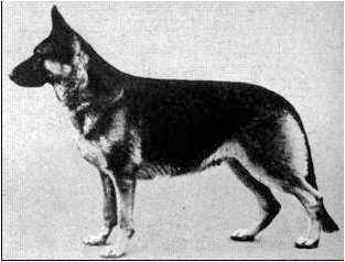 Venus von Colonia Agrippina | German Shepherd Dog 