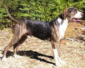 Windridge's High Caliber | Catahoula Leopard Dog 