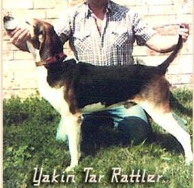 Yadkin Tar Rattler | Treeing Walker Coonhound 