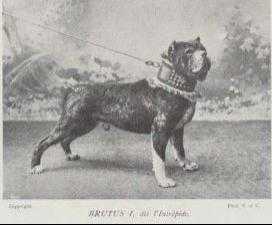 Brutus I | Dogue de Bordeaux 