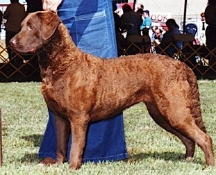 Chesabar's Desert Sands | Chesapeake Bay Retriever 