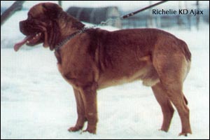Rishelye KD Aiaks | Dogue de Bordeaux 