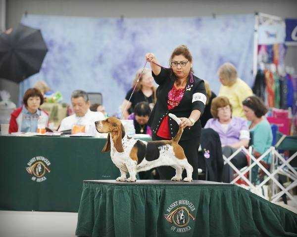 Lomarol Hounds Qatja | Basset Hound 