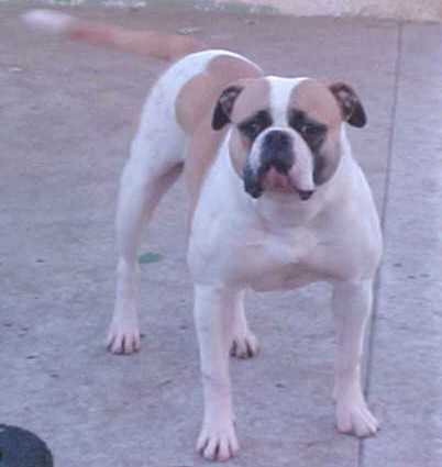 Brave Heart's Vinzilla PH-0.43/0.43 | Olde English Bulldogge 