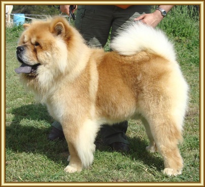 Mi-Paos Canadian Maximus. | Chow Chow 