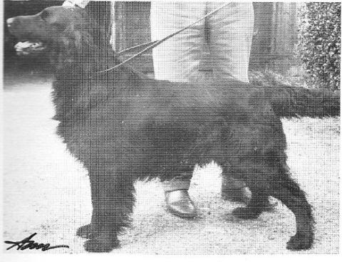 Fenrivers Golden Rod | Flat-Coated Retriever 