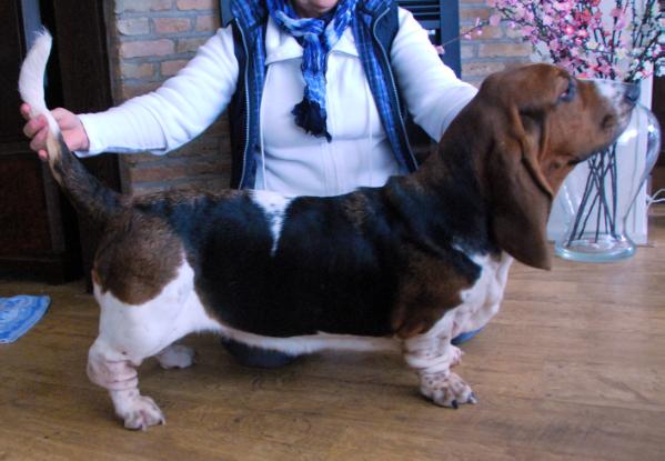 NewDown bassets Miracle | Basset Hound 