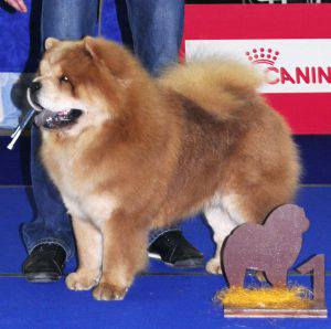 Maruso's Lawless Louis | Chow Chow 