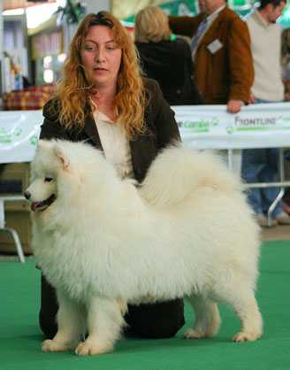 DUDLEY WINNINGARROW | Samoyed 