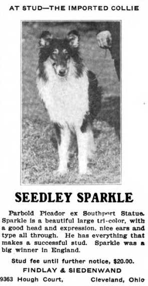 Seedley Sparkle 170373 | Rough Collie 